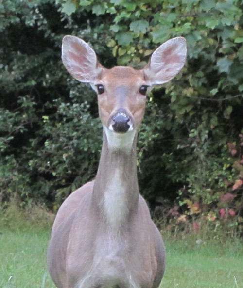 The upper body of a whitetail deer staring at the viewer, framed by a background of greenery